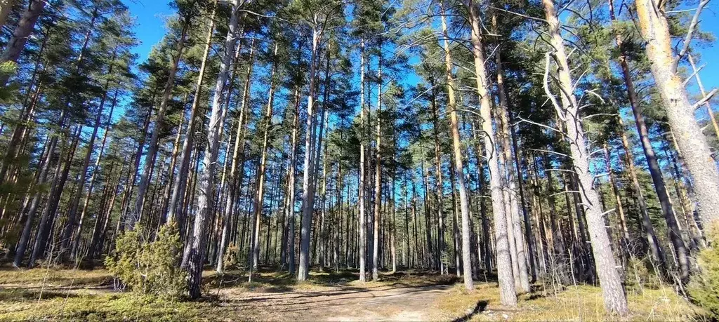 Участок в Ленинградская область, Приозерский район, Ларионовское ... - Фото 1