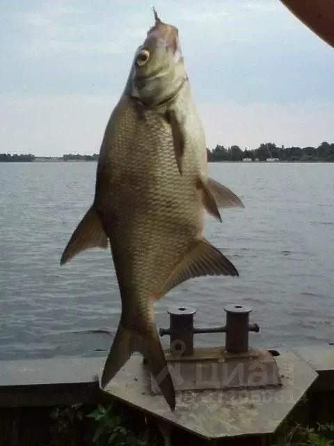 Дом в Новгородская область, Демянский муниципальный округ, с. Полново  ... - Фото 1