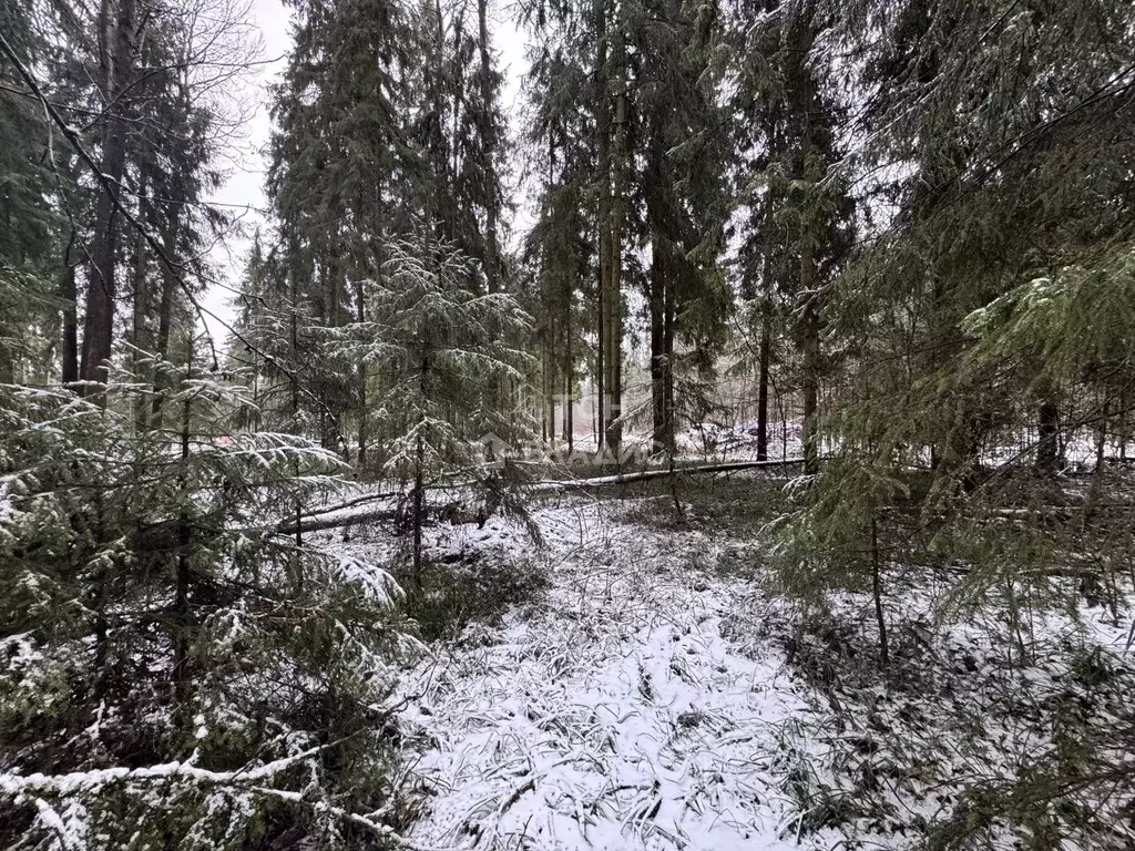 Участок в Московская область, Пушкинский городской округ, д. Могильцы, ... - Фото 1