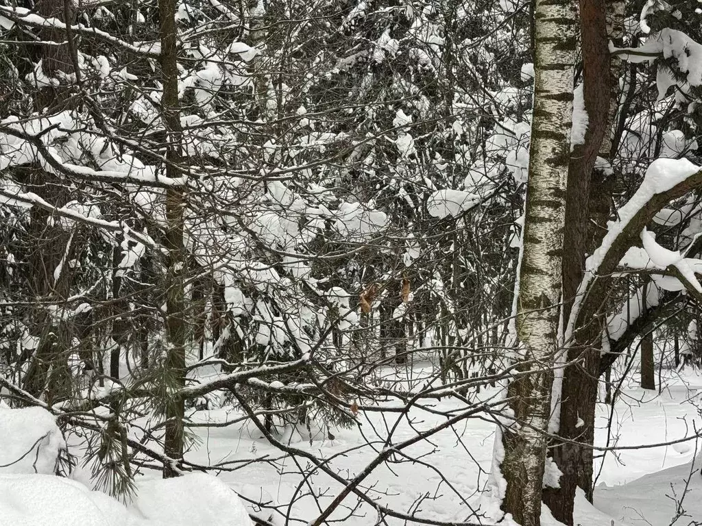 Участок в Московская область, Богородский городской округ, д. Марьино ... - Фото 1
