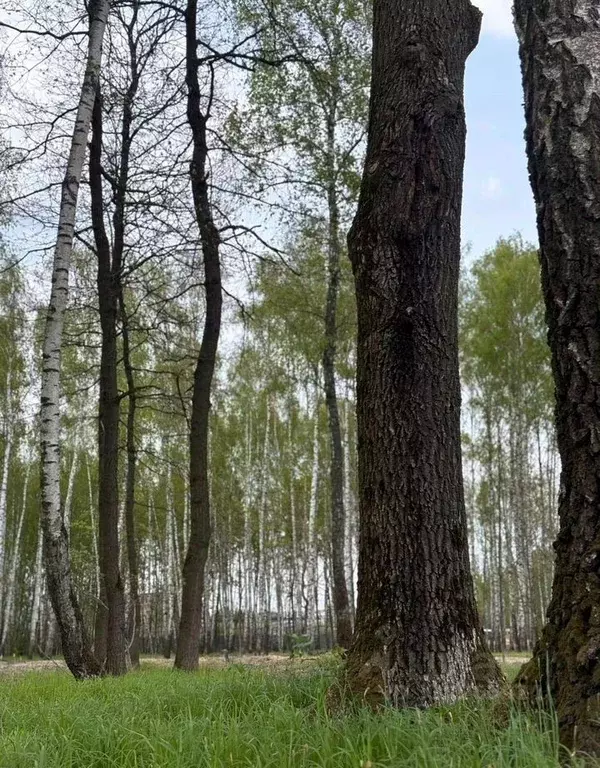 Участок в Московская область, Серпухов городской округ, д. Глубоково ... - Фото 1