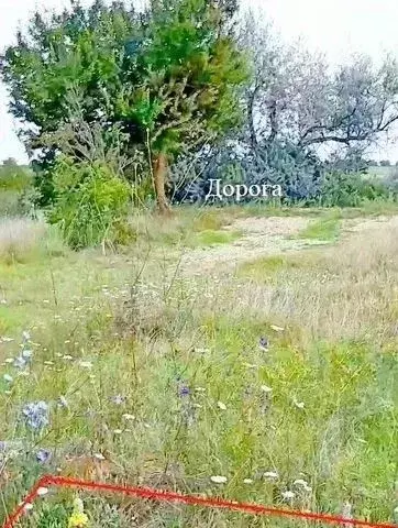 Участок в Крым, Симферопольский район, Родниковское с/пос, Содружество ... - Фото 1