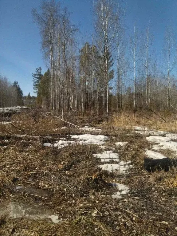 Участок в Свердловская область, Белоярский муниципальный округ, ДП ... - Фото 1