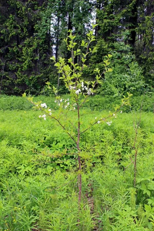 Участок в Карелия, Сортавальский муниципальный округ, пос. Раутакангас ... - Фото 1
