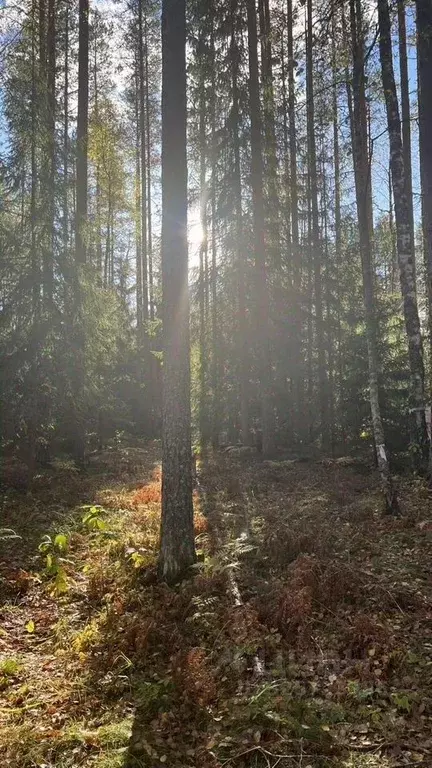 Участок в Ленинградская область, Выборгский район, Рощинское городское ... - Фото 1