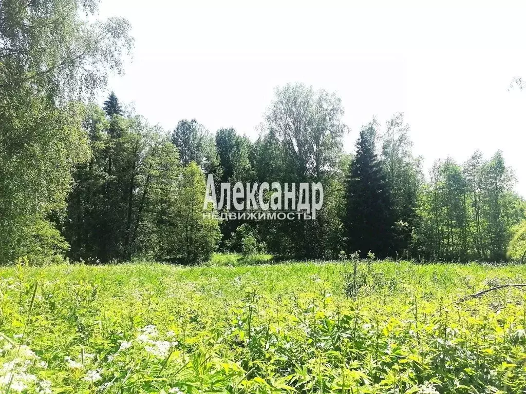 Участок в Ленинградская область, Приозерский район, Мельниковское ... - Фото 2