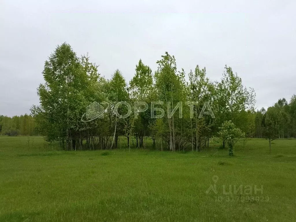 Участок в Тюменская область, Нижнетавдинский район, Полиграфист ... - Фото 1