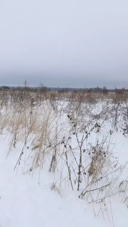 Участок в Московская область, Талдомский городской округ, д. Костино 1 ... - Фото 1