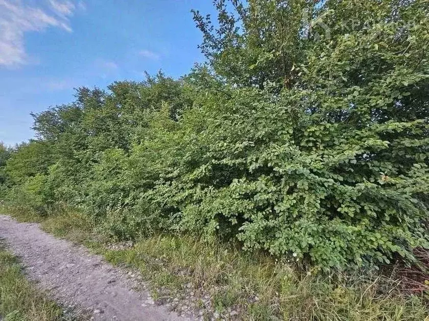 Участок в Воронежская область, с. Новая Усмань ул. Октябрьская (19.6 ... - Фото 2