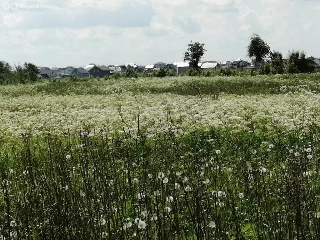 Участок в Ломоносовский район, Оржицкое сельское поселение, деревня ... - Фото 2