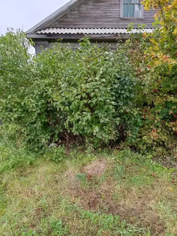 Помещение свободного назначения в Новгородская область, Боровичский ... - Фото 1