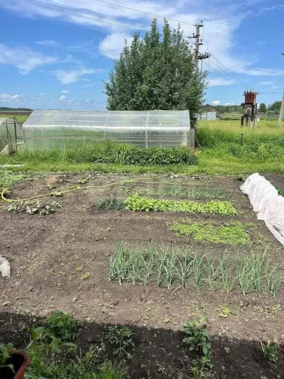 Дом в Новосибирская область, Колыванский район, Нива СНТ ул. ... - Фото 1