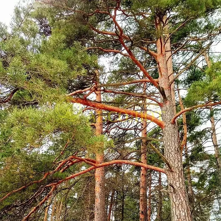 Участок в Свердловская область, муниципальный округ Ревда, село ... - Фото 1
