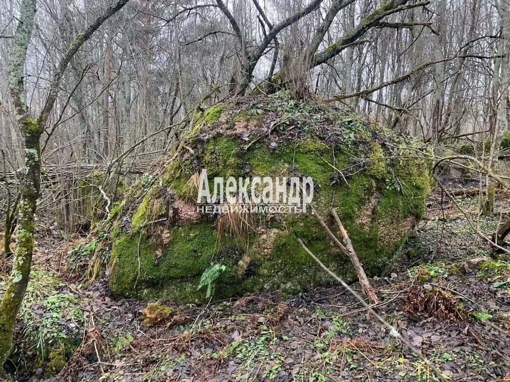 Участок в Ленинградская область, Приозерский район, Плодовское с/пос, ... - Фото 2