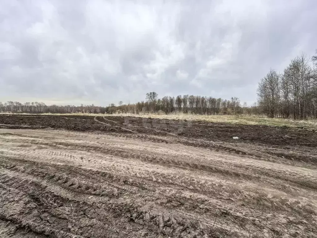 Участок в Новосибирская область, Новосибирский район, Каменский ... - Фото 0