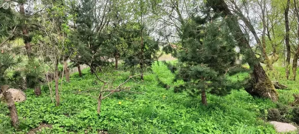 Участок в Калининградская область, Гурьевский муниципальный округ, ... - Фото 1