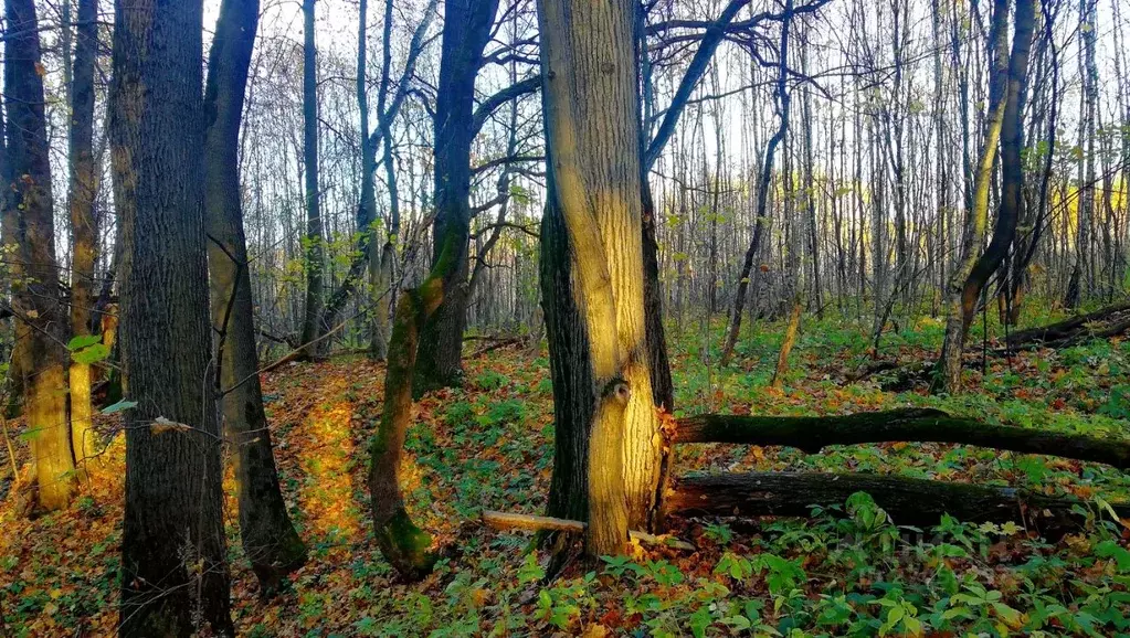 Участок в Тульская область, Заокский район, Малаховское с/пос, Ивушка ... - Фото 1