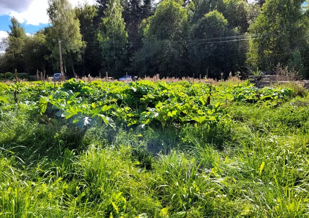 Купить Дачу В Пскове Пристань 2