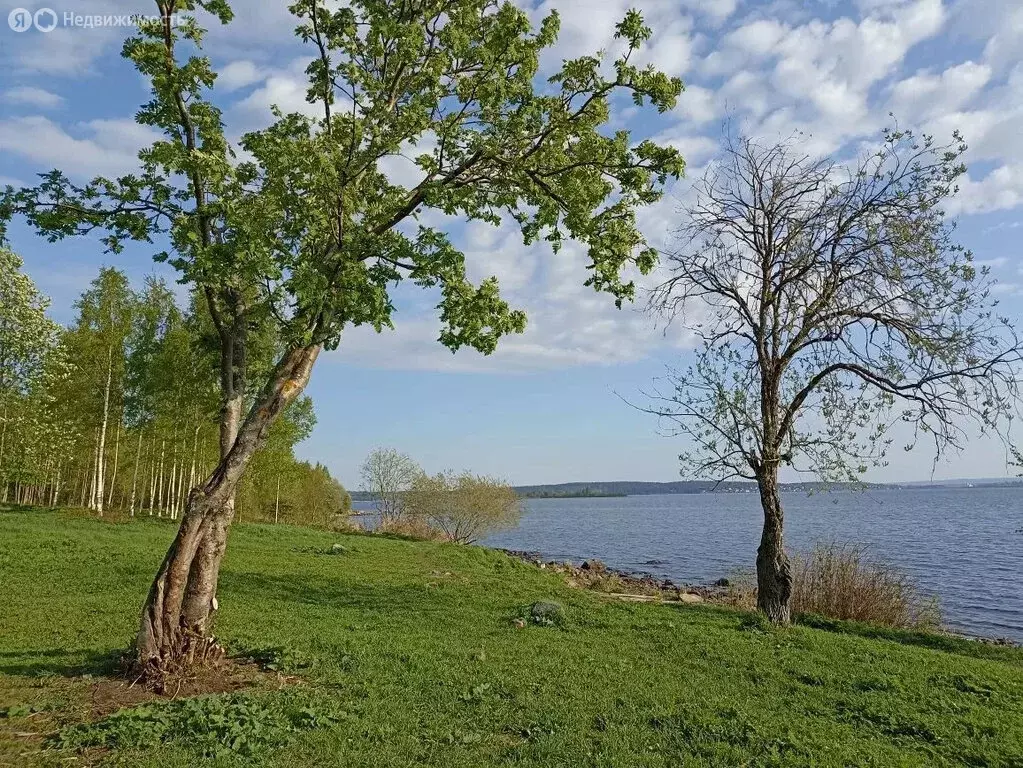 Участок в Заозерское сельское поселение, местечко Пиньгуба (14 м) - Фото 2