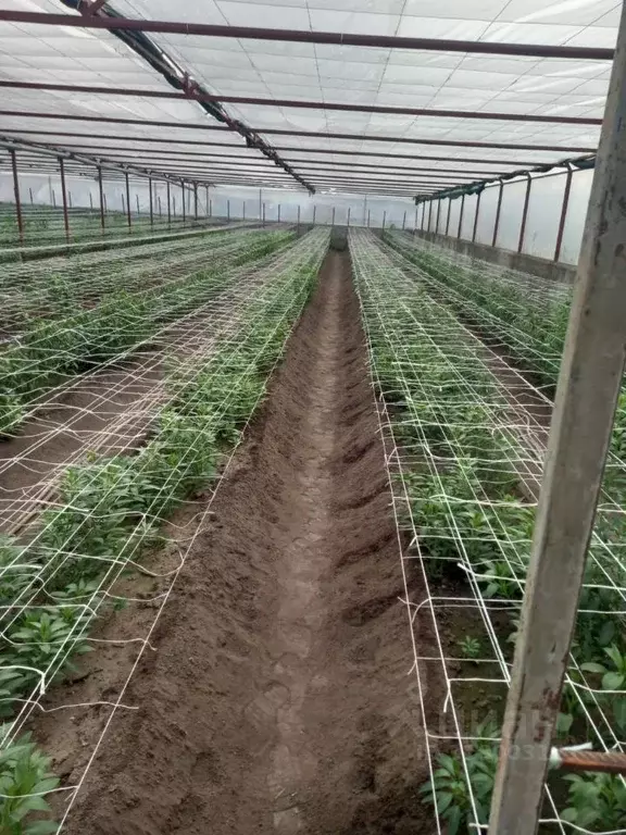 Дом в Саратовская область, Энгельс Партизанская ул. (64 м) - Фото 2