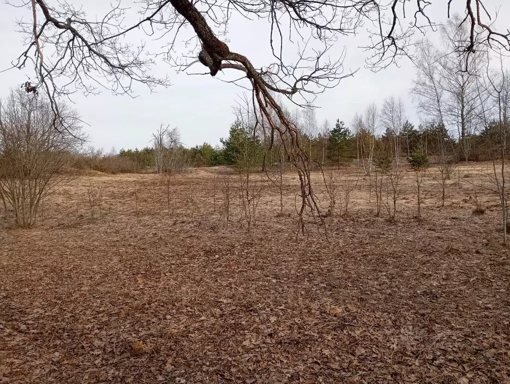 Участок в Псковская область, Пустошкинский район, Забельская волость, ... - Фото 2
