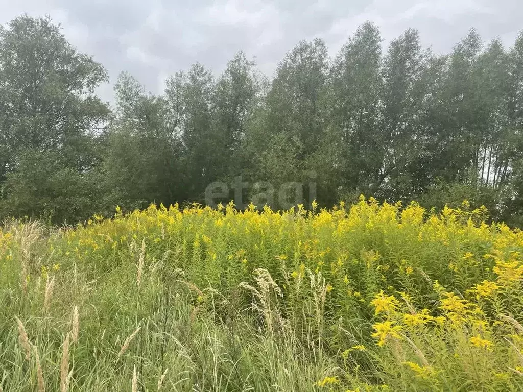Участок в Калининградская область, Черняховск д. Поселок Новая,  (8.0 ... - Фото 2