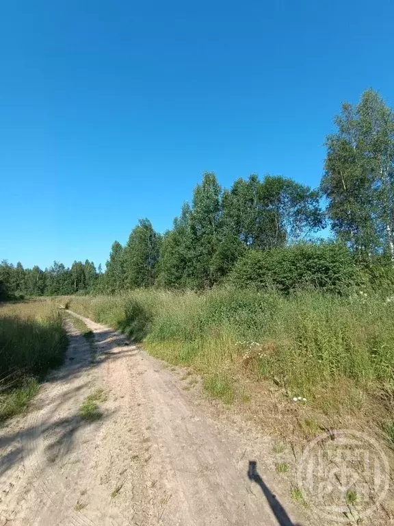 Участок в Ленинградская область, Выборгский район, Рощинское городское ... - Фото 1