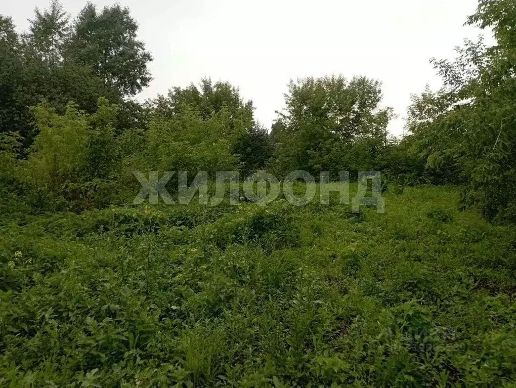 Участок в Новосибирская область, Новосибирский район, с. Ярково ... - Фото 1