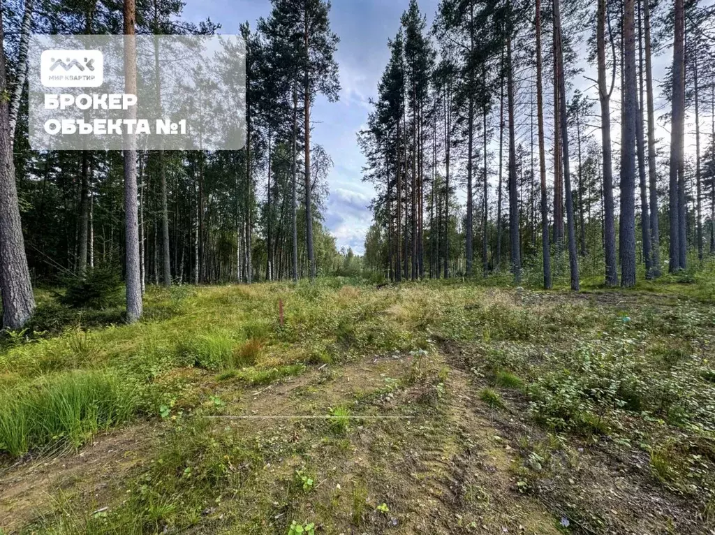 Участок в Ленинградская область, Приозерский район, Раздольевское ... - Фото 1