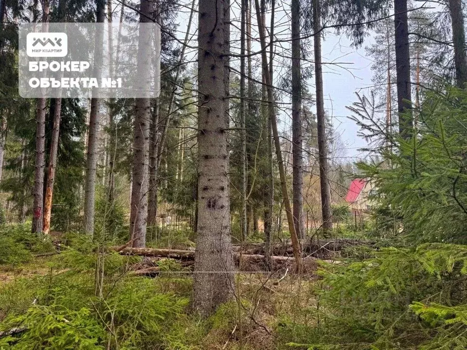 Участок в Санкт-Петербург, Санкт-Петербург, Зеленогорск ул. 2-я Лесная ... - Фото 2