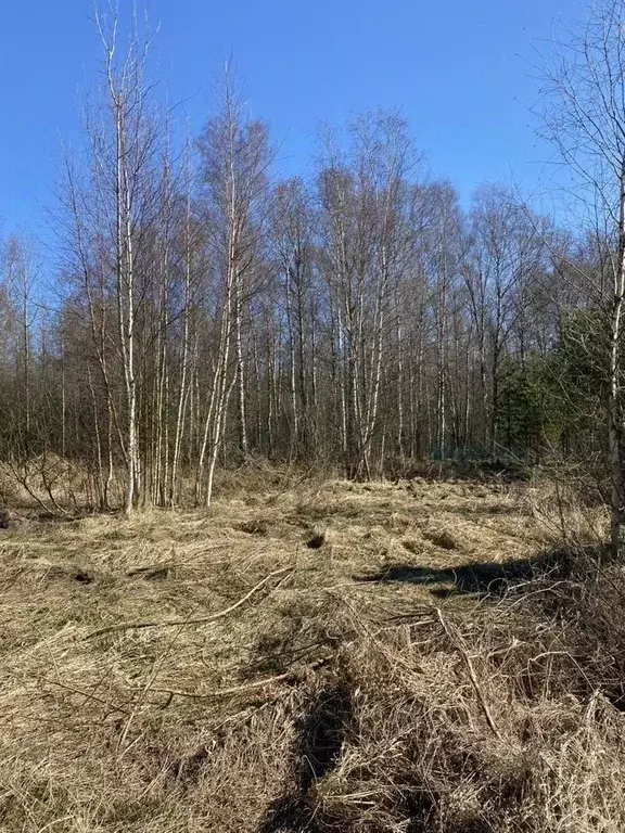 Участок в Ленинградская область, Кировский район, Приладожское ... - Фото 2