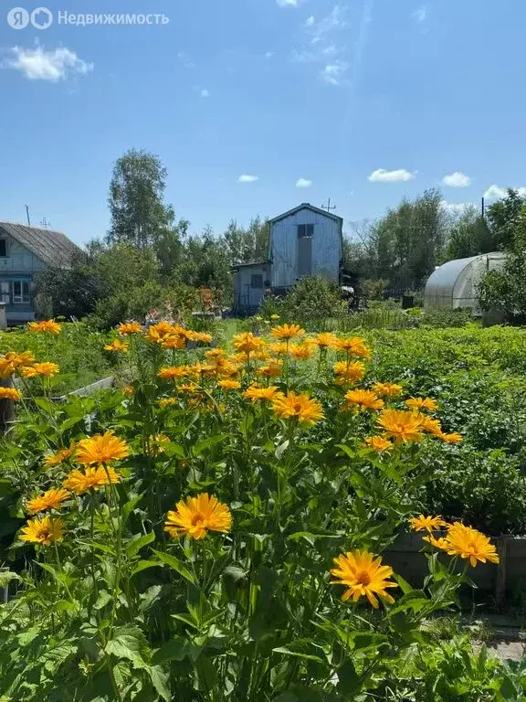 Дом в Комсомольск-на-Амуре, СНТ Строитель (30 м) - Фото 1