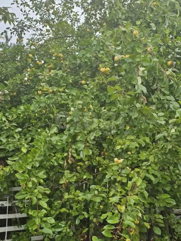 Участок в Тюменская область, Тюмень Садовое товарищество Липовый ... - Фото 1