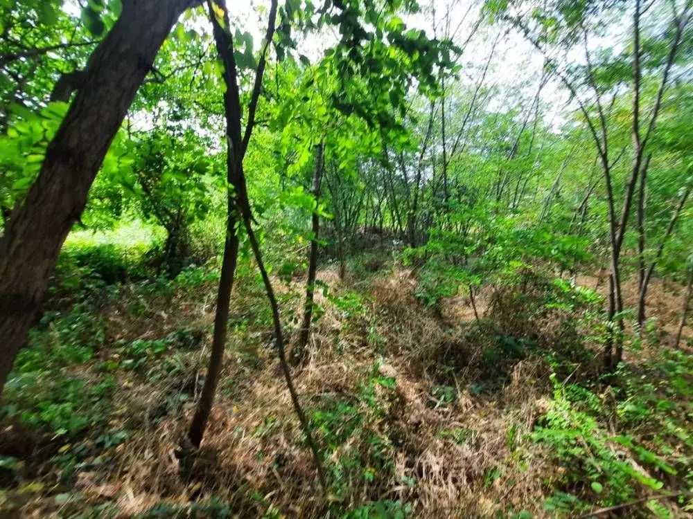 Участок в Ставропольский край, Кисловодск Широкая ул. (22.0 сот.) - Фото 2