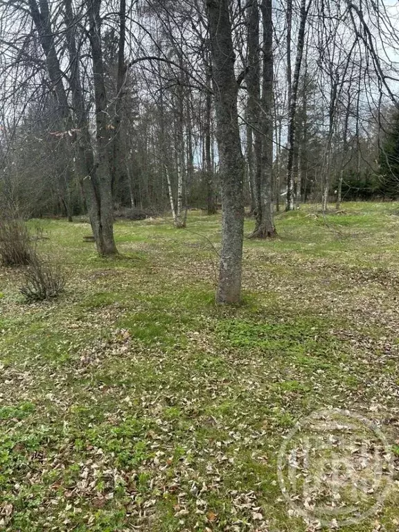 Участок в Ленинградская область, Выборгский район, Приморское ... - Фото 2