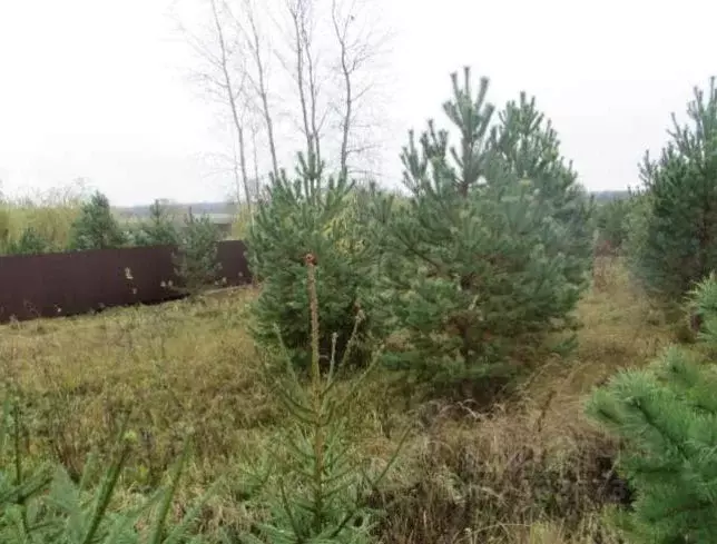 Участок в Московская область, Коломна городской округ, д. Куземкино  ... - Фото 2