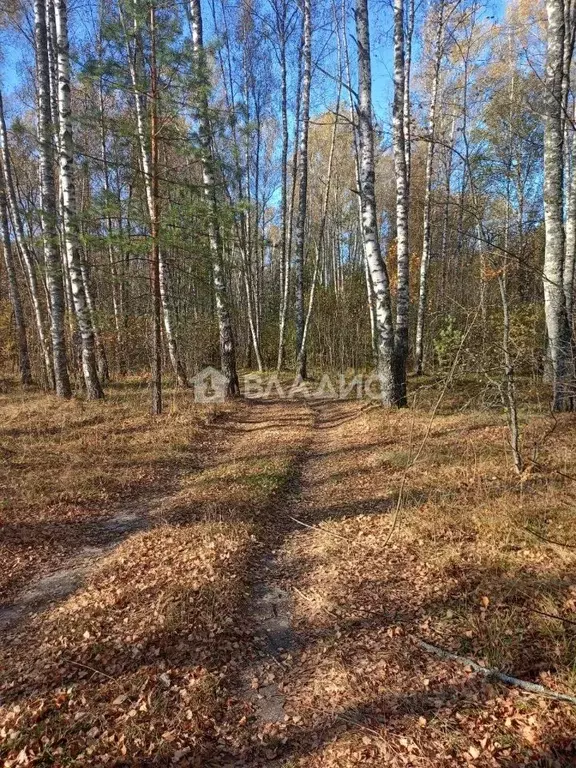 Участок в Владимирская область, Судогодский район, Лавровское ... - Фото 1