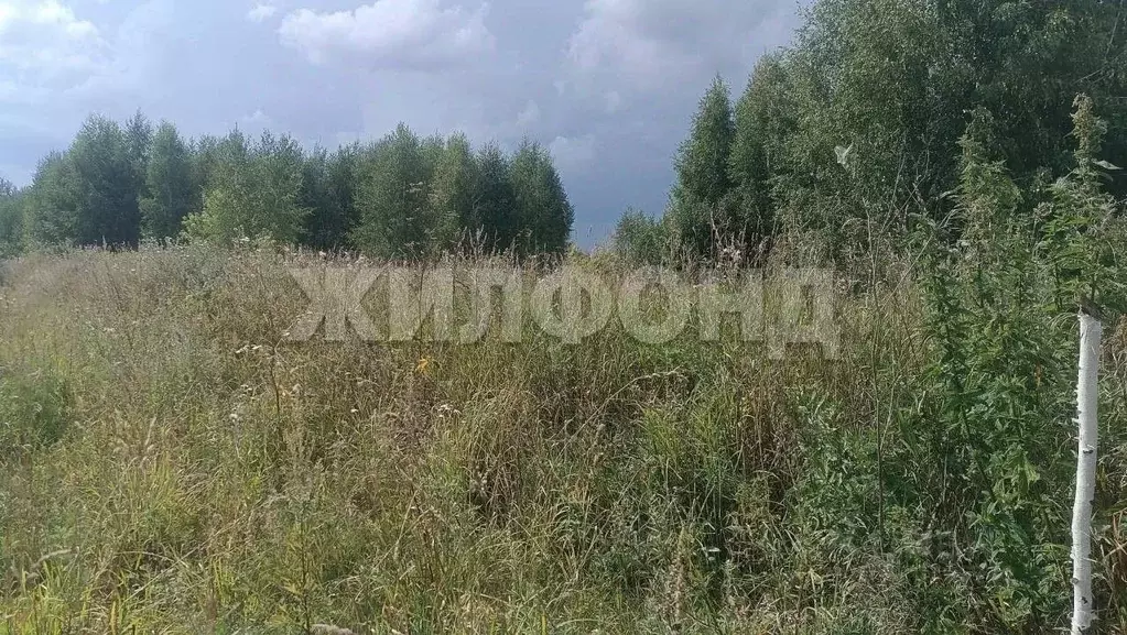 Участок в Новосибирская область, Новосибирский район, Морской ... - Фото 1