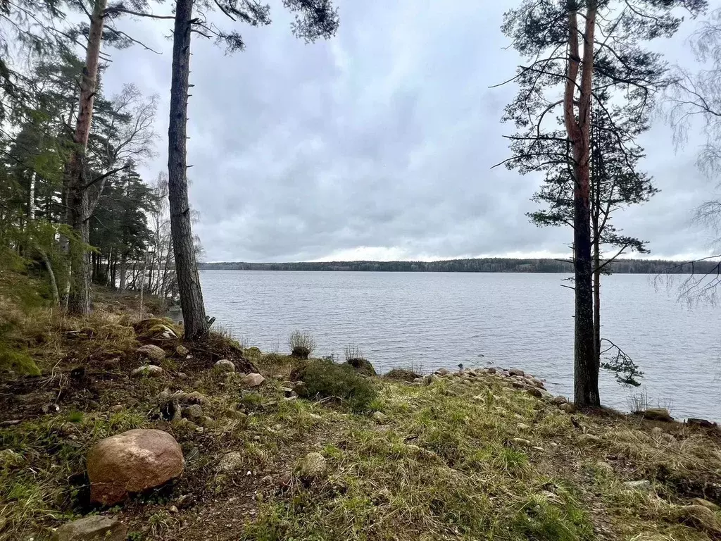 Участок в Ленинградская область, Выборгский район, Приморское ... - Фото 2