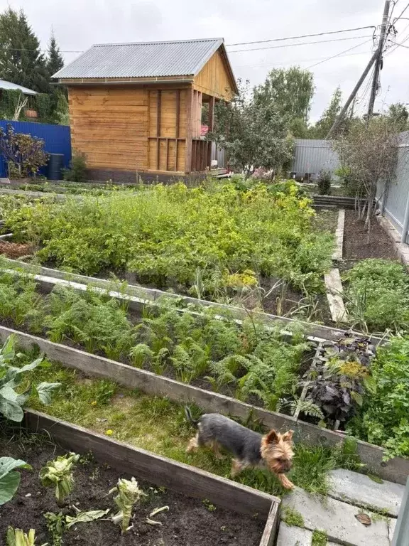 Дом в Тюменская область, Тюмень СОСН Елочка тер., ул. Тихая (12 м) - Фото 0