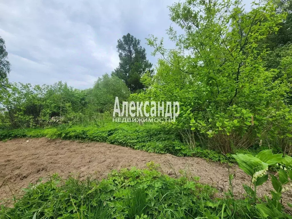 Участок в Ленинградская область, Приозерский район, пос. Сосново ул. ... - Фото 2