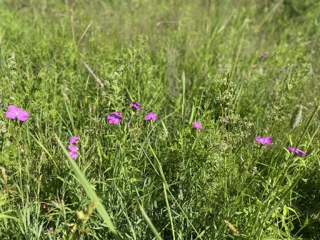 Продается участок в д. Старково - Фото 1