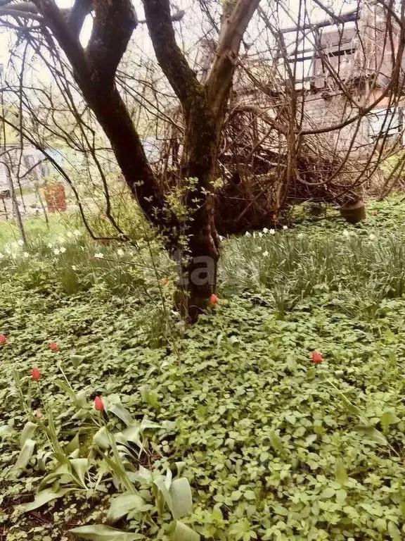 Участок в Калининградская область, Калининград Весна СНТ, ул. ... - Фото 0