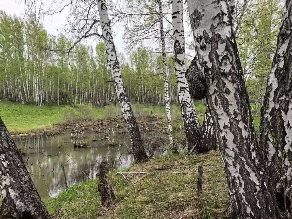 Участок в Новосибирская область, Новосибирский район, Станционный ... - Фото 2