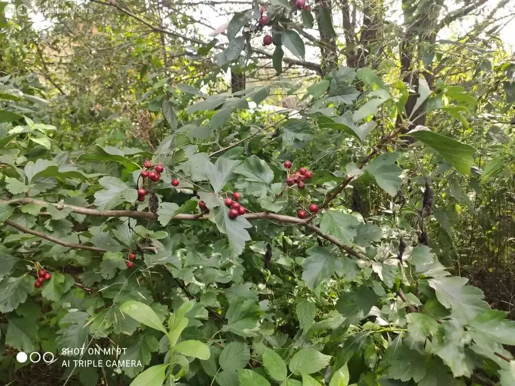 Участок в Московская область, городской округ Щёлково, деревня ... - Фото 1