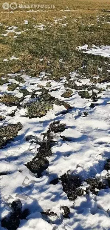 Участок в Белгородский район, Дубовское сельское поселение, село ... - Фото 1