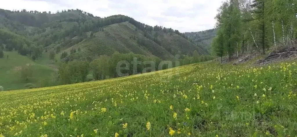 Участок в Алтай, Чемальский район, с. Чемал  (1317.86 сот.) - Фото 2