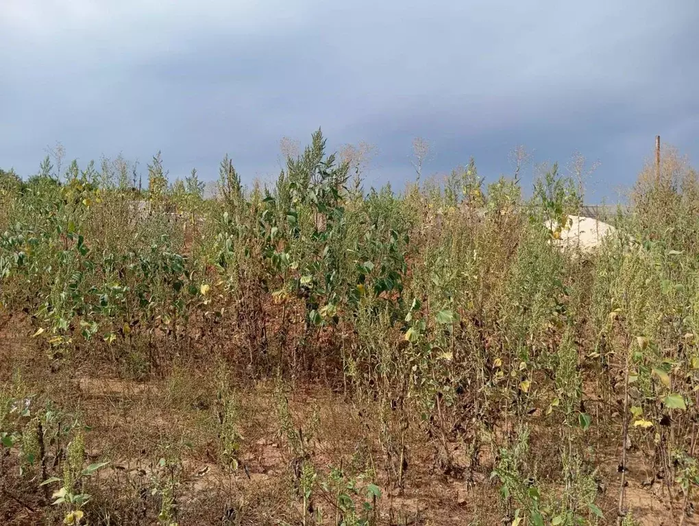Участок в Оренбургская область, Оренбургский район, пос. Соловьевка ... - Фото 2