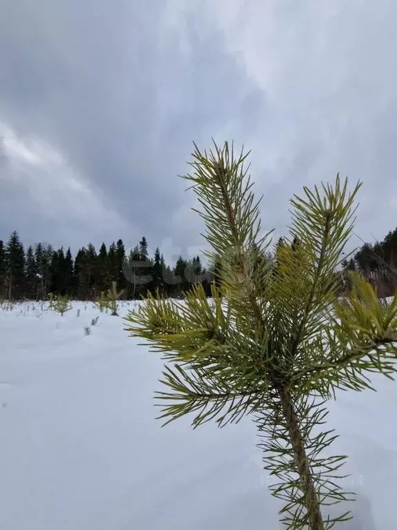 Участок в Коми, Корткеросский район, Додзь муниципальное образование, ... - Фото 1