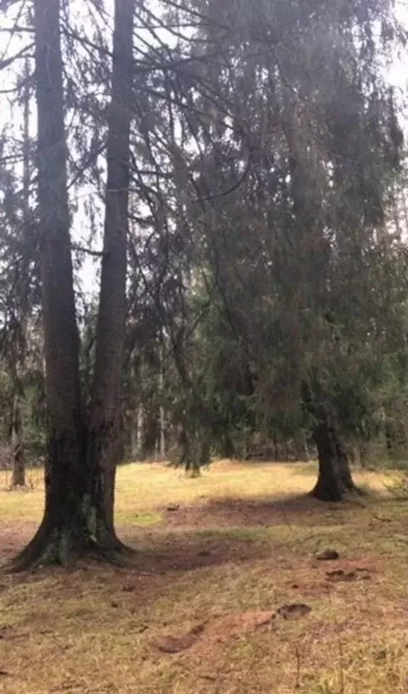 Участок в Санкт-Петербург пос. Солнечное,  (15.0 сот.) - Фото 2